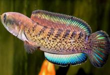 翠鳢是什么鱼？