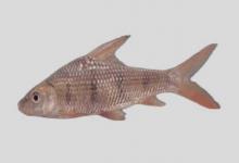 海南瓣结鱼是什么鱼？