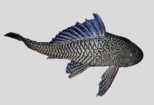 阿根廷锉甲鲶是什么鱼？