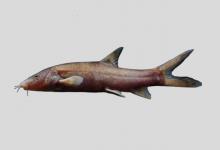 红唇薄鳅是什么鱼？