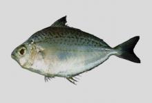 细纹鲾是什么鱼？