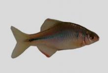 方氏鳑鲏是什么鱼？