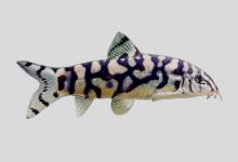 巴基斯坦沙鳅是什么鱼？