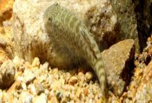 牛栏江似原吸鳅是什么鱼？