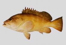 截尾石斑鱼是什么鱼？