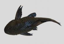 细尾锉甲鲶是什么鱼？