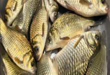 黄金鲫能自然繁殖吗？