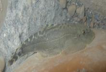 南台华吸鳅是什么鱼？