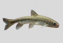 朋曲裸鲤是什么鱼？