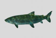 卢钦湖白鲑是什么鱼？