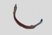 有明银鱼是什么鱼？