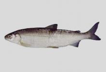 耀白鲑是什么鱼？