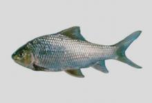 珠江卵形白甲鱼是什么鱼？