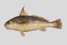 团头叫姑鱼是什么鱼？