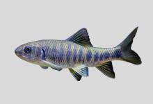 宽口光唇鱼是什么鱼？