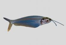 双须缺鳍鲶是什么鱼？