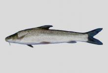 圆口铜鱼是什么鱼？