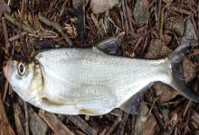 海南鲌是什么鱼？