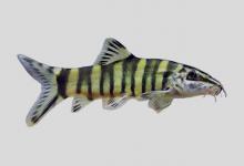 斯氏沙鳅是什么鱼？