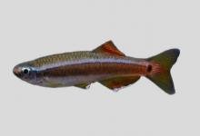 白腹唐鱼是什么鱼？