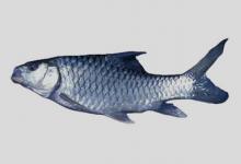 马休结鱼是什么鱼？