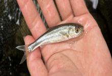 多衣河白鱼是什么鱼？