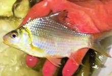 高背鲫价格多少钱一斤？