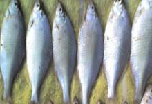 广东鲂是什么鱼？