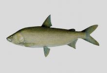 霍氏白鲑是什么鱼？