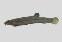 大鳞副泥鳅是什么鱼？