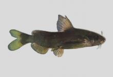 长须鮠是什么鱼？