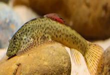 大口华吸鳅是什么鱼？