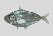 条鲾是什么鱼？
