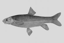 厚唇裂腹鱼是什么鱼？