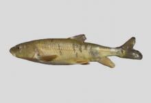 嘉陵裸裂尻鱼是什么鱼？