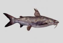 粗背海鲶是什么鱼？