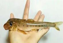 细尾蛇鮈是什么鱼？