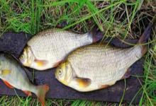 圆腹雅罗鱼是什么鱼？