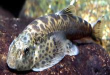 峨眉后平鳅是什么鱼？