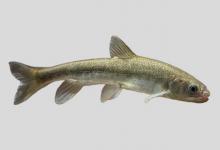 松潘裸鲤是什么鱼？