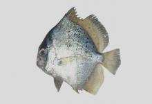 斑点鸡笼鲳是什么鱼？
