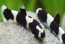 厚唇瑶山鳅是什么鱼？