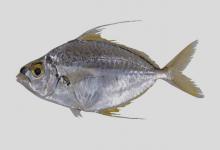 光侧鲾是什么鱼？