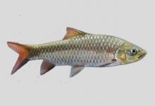 桥街结鱼是什么鱼？