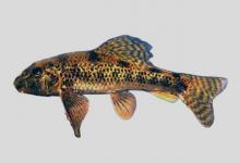 张氏小鳔鮈是什么鱼？