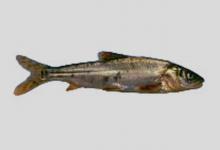 大渡软刺裸裂尻鱼是什么鱼？