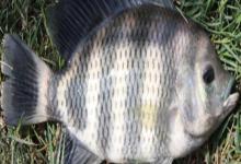 大眼鲤是什么鱼？