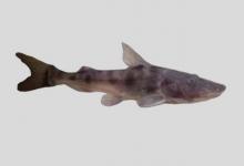 长须双线美鲶是什么鱼？