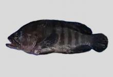 三线石斑鱼是什么鱼？