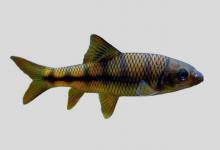 厚唇光唇鱼是什么鱼？